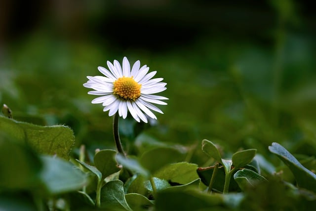 7-Keyword Title: Seasonal Lawn Care Guide: Tips for Weed Control, Soil Health, and Aesthetic Landscaping