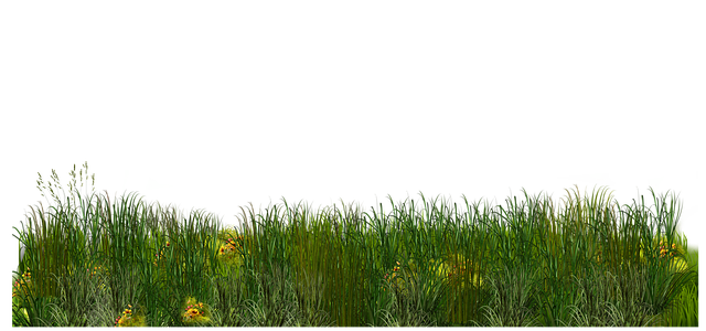 lawn