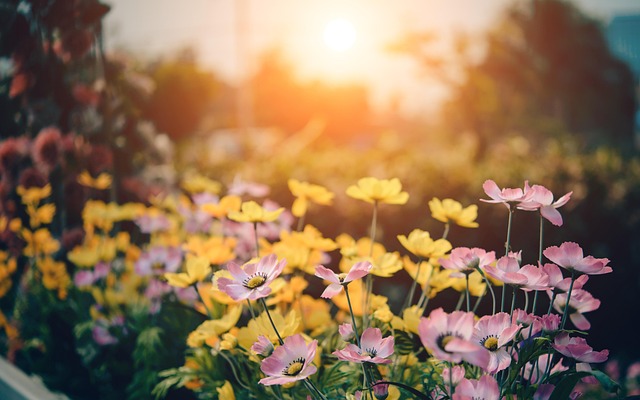 Eco Landscaping: Sustainable Backyard Solutions for Conservation and Beauty