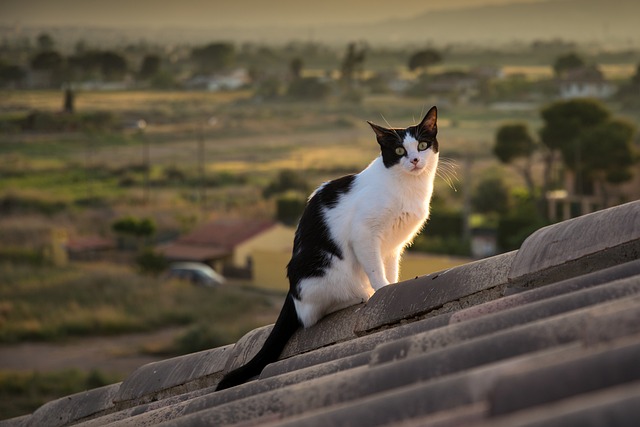 Sustainable Roofs: Harnessing Solar and Green Technologies for Eco-Conscious House Topping