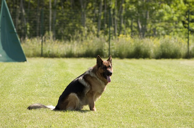 Finding Reliable Pet Sitters for Peace of Mind When Dog Owners Are Away