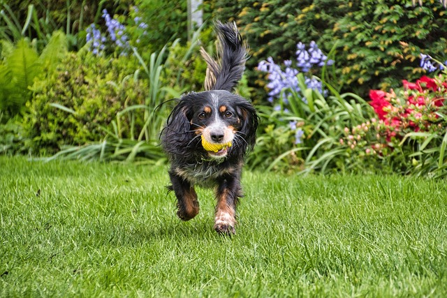 Tailored Lawn Makeovers: Enhancing Your Outdoor Space