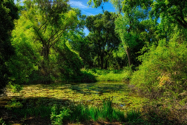 Mastering the Art of Installing Outdoor Ponds and Waterfalls for a Tranquil Garden Oasis