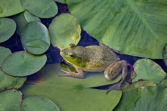 pond-outdoor-pond-outdoor-waterfall-640x480-26481921.jpeg