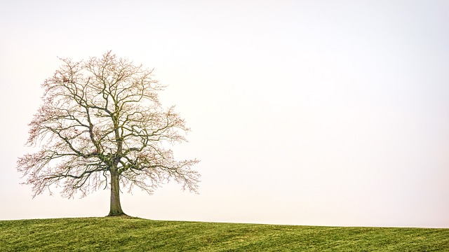 tree, shrub
