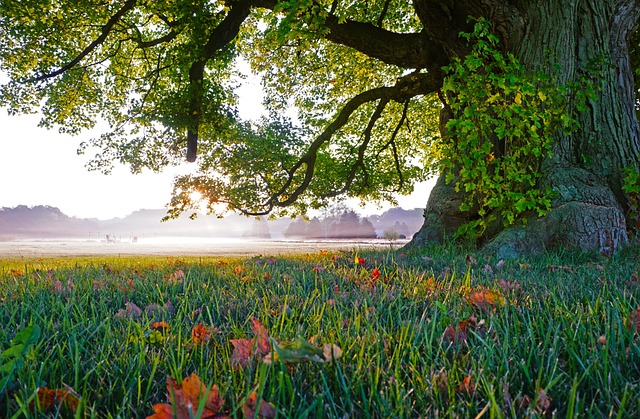 tree-shrub-640x480-1948207.jpeg