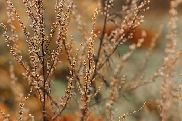 Mastering Tree and Shrub Pruning: A Guide to Enhancing Garden Aesthetics