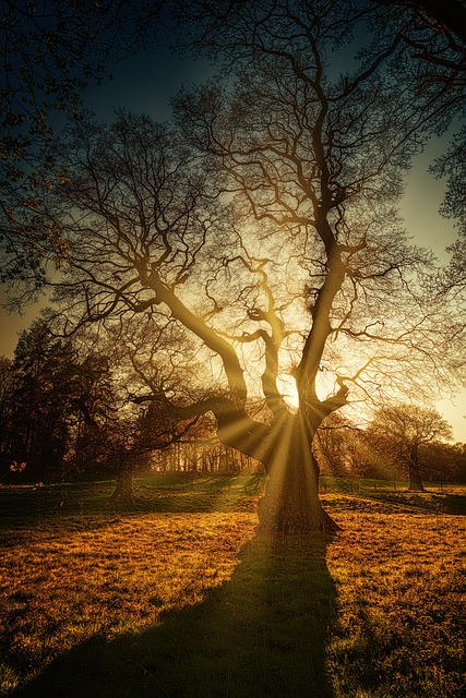 tree, shrub