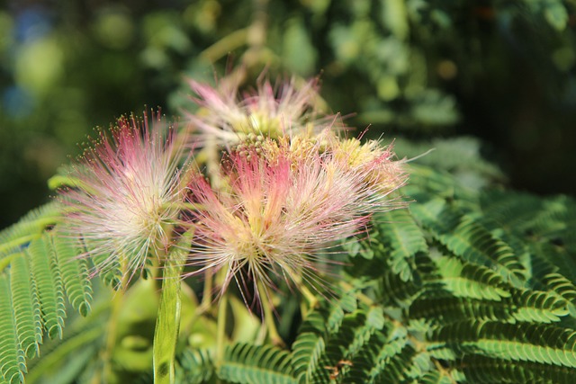 Pruning for Optimal Sunlight and Airflow: A Guide to Healthier Trees and Shrubs