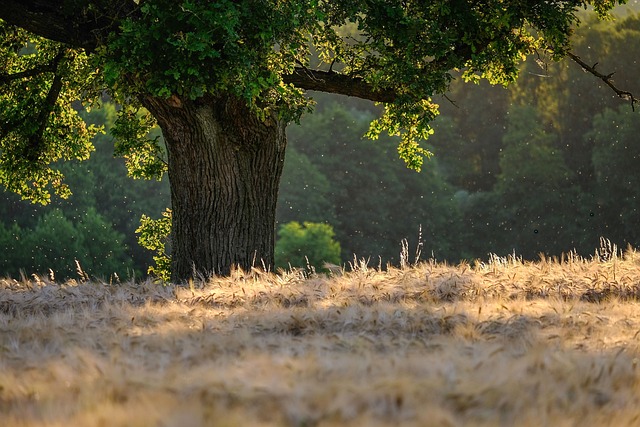 tree, shrub