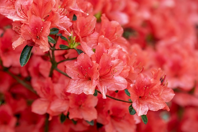 tree, shrub