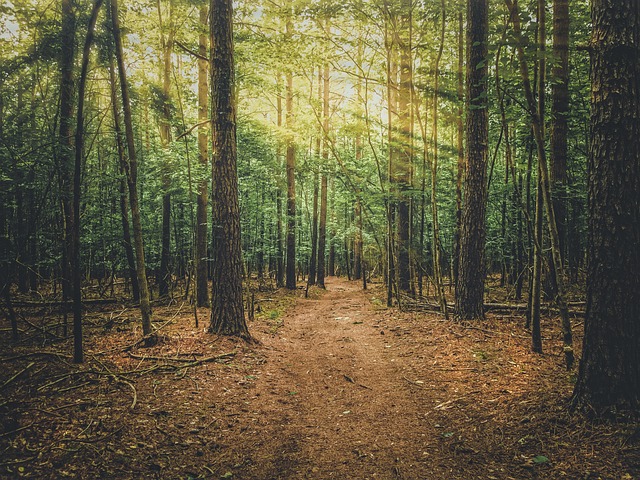 walkway, pathway