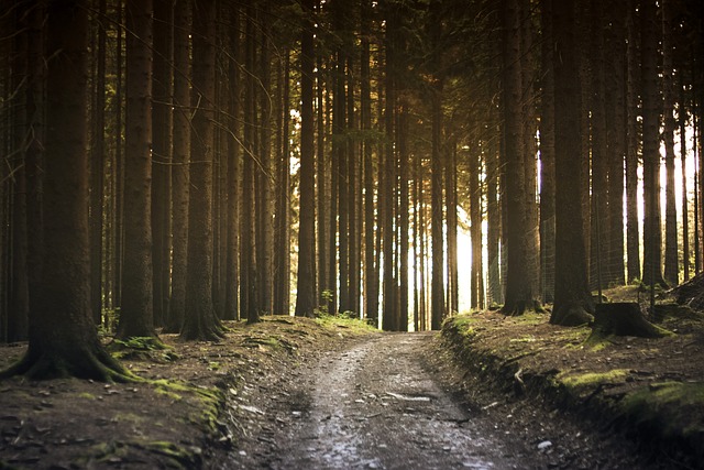 walkway, pathway