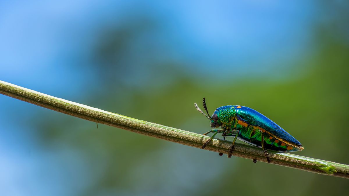 Eliminating Wood Boring Insect Infestations Eco-Friendly and Professional Treatment Options