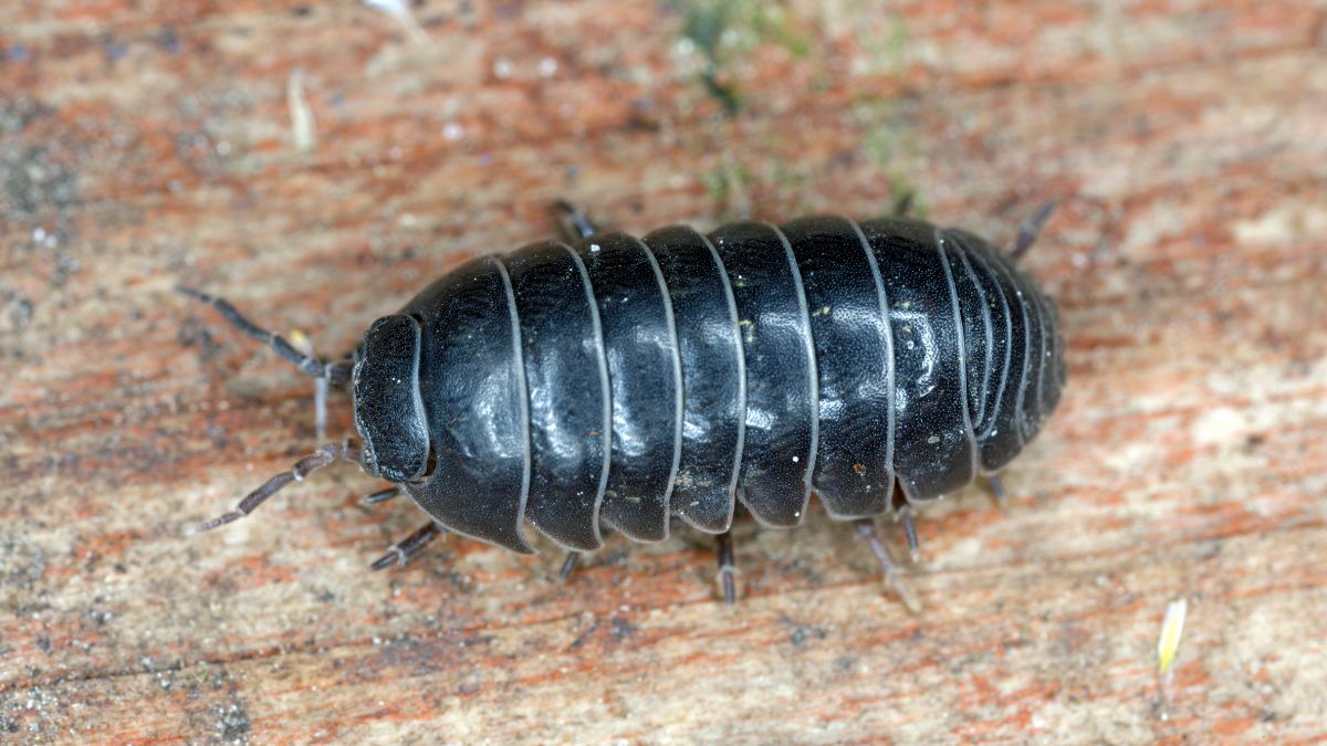 Expert Strategies for Pillbug Prevention and Control in Homes
