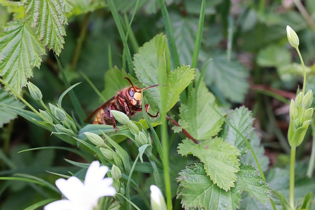 Eco-Friendly Hornet Nest Prevention & Safe Removal Services for Homes & Businesses