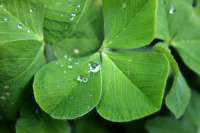 Stain-Free Spaces: Eco-Friendly Methods for Clover Mite Prevention and Removal