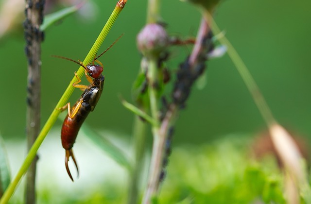 Professional Earwig Maintenance: Customized Prevention for Effective Removal