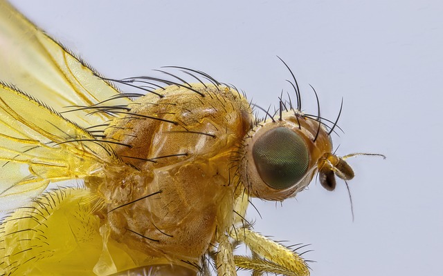 Efficient Chemical Solutions for Unrelenting Pillbug Infestations