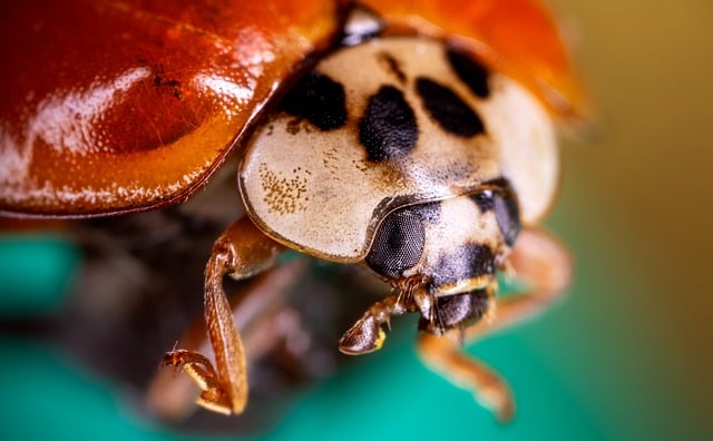 Expert Strategies for PowderPost Beetle Control and Eco-Friendly Wood Protection