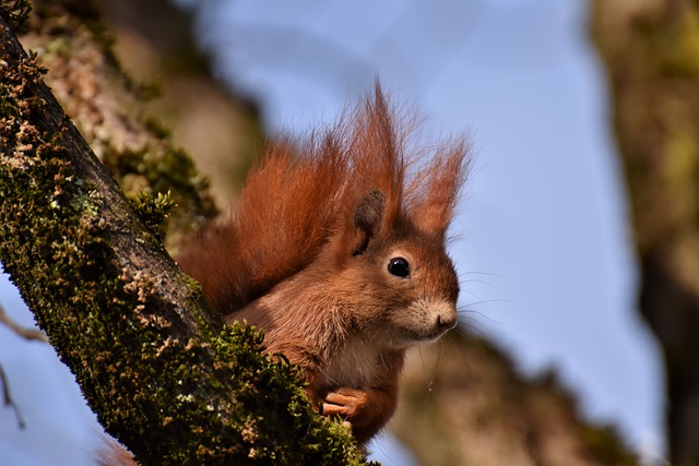 Rodent Infestation Aftermath: Securing Professional Control and Eco-Safe Solutions
