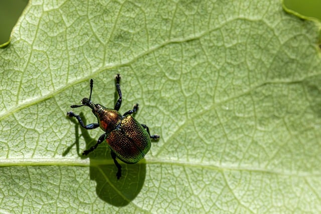 Swift Commercial Pest Solutions: Termites, Rodents, Bed Bugs & Ants