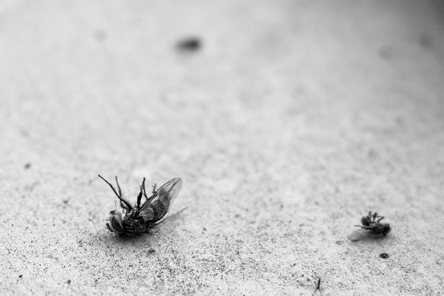 Eco-Safe Pest Control: Protecting Families and Homes