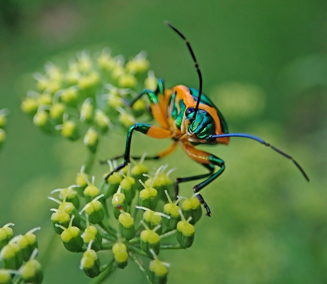 Eradicating Infestations: Effective Pest Prevention and Removal Strategies