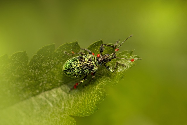 Eco-Smart Pest Control: Safeguarding Outdoor Spaces Against Mosquitoes, Ticks, and Invasive Pests