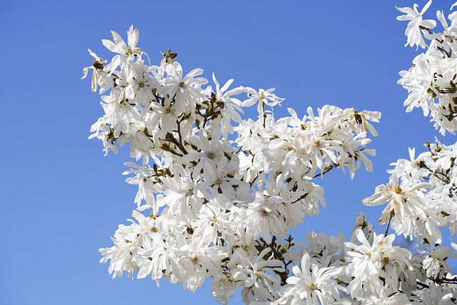 tree, shrub