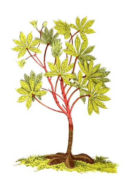 tree, shrub