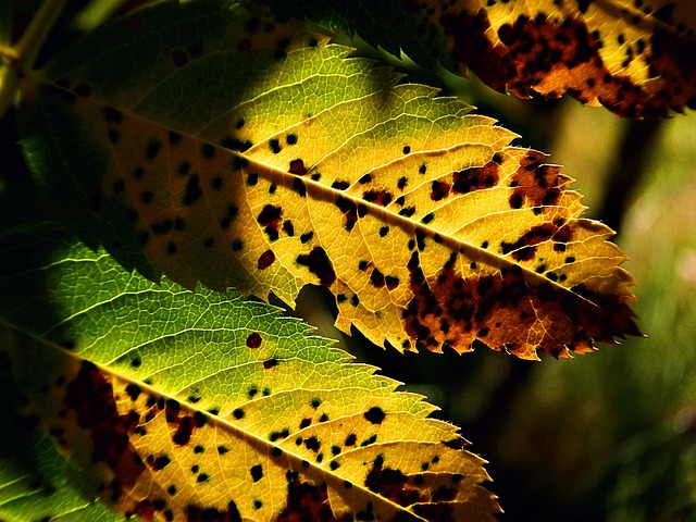 tree-shrub-640x480-54259592.jpeg
