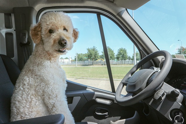 truck, trucking, truck driver