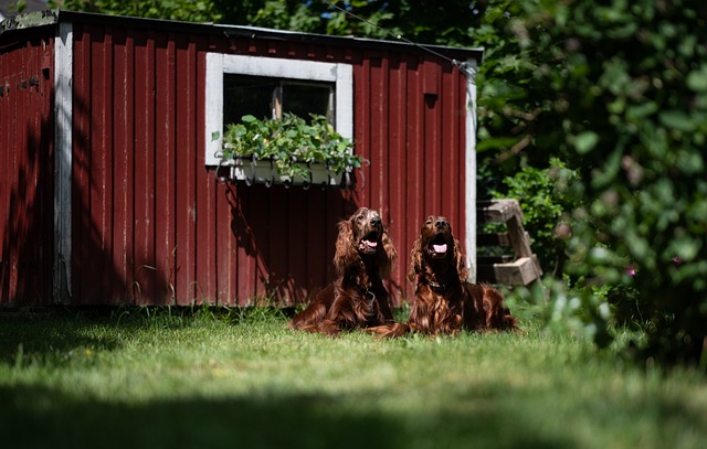yard, landscaping