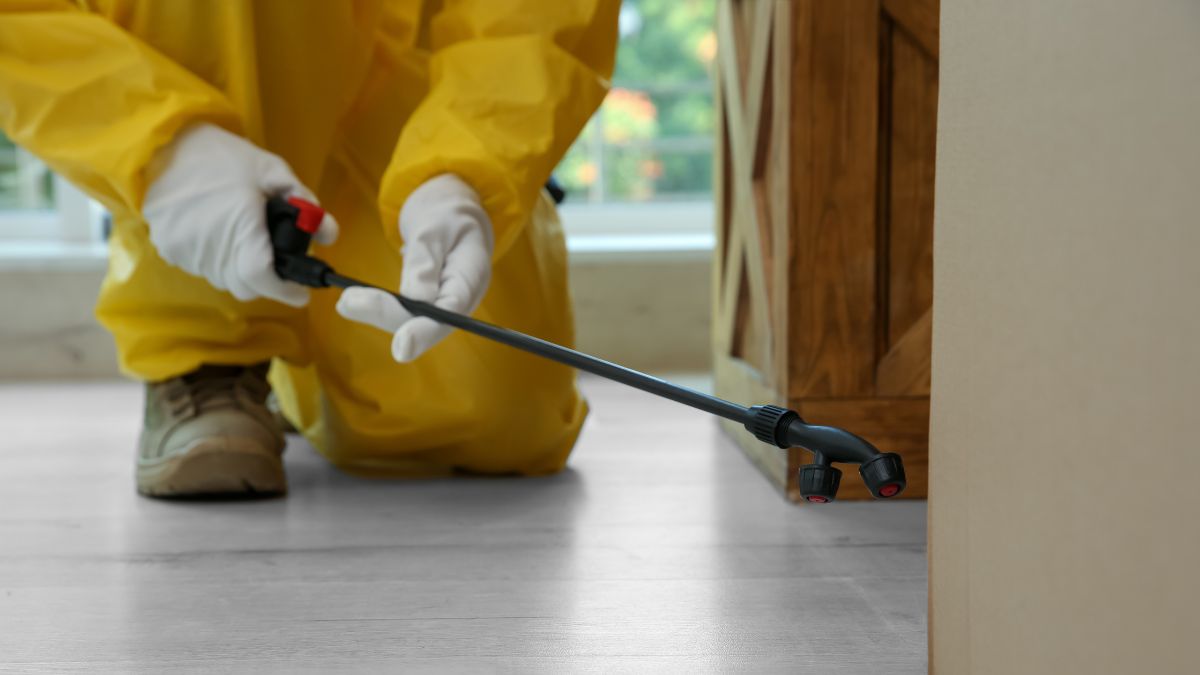 Affordable Yellow Jacket Control: Expert Tips for Safe Removal & Eco-Friendly Deterrents