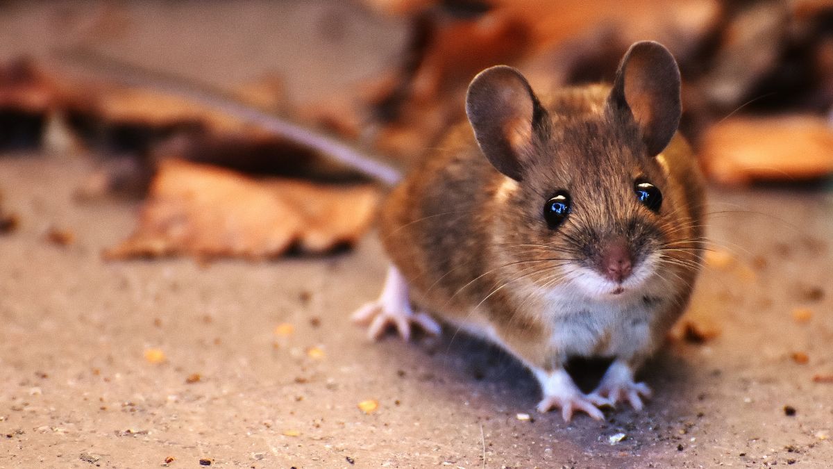 Maintain Rat-Free Properties: Comprehensive Guidance for Effective Control