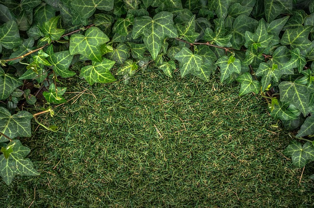 artificial grass, turf
