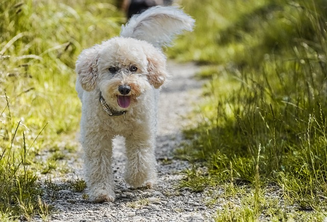 Professional Artificial Turf Installation: Creating Pet-Friendly Green Spaces