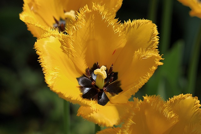 Mulch for Weed Control & Moisture: Low-Maintenance Garden Tips with Native Plants & Hardscaping