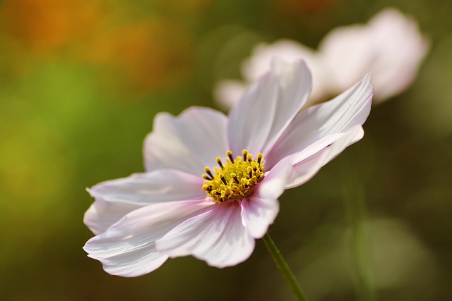 garden-640x480-31511655.jpeg