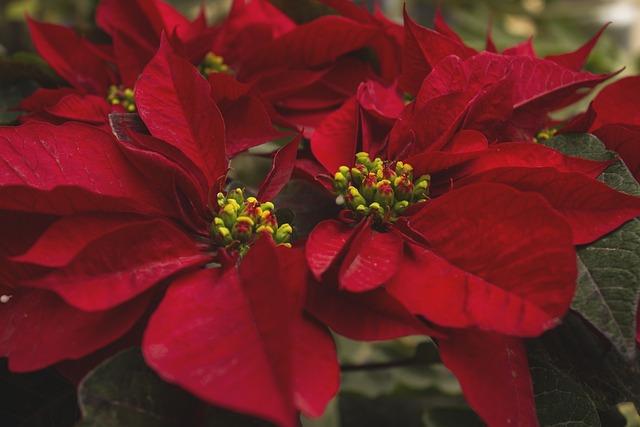 Optimize Your Garden: Grouping Plants & Automation for Low Maintenance