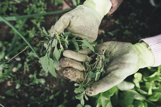 Thrifty Garden Revolution: Budget-Friendly Vertical Gardening Mastery