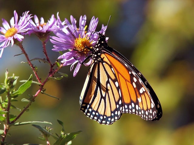 Unleash Natural Beauty: Asymmetrical Garden Designs for Every Space