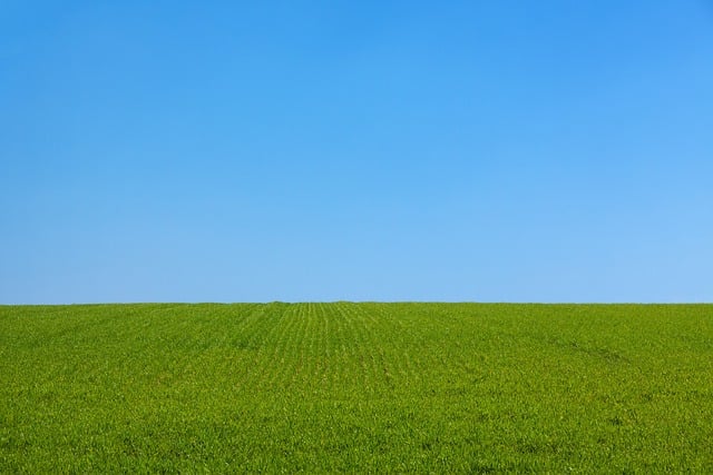 lawn