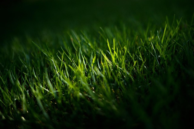 lawn
