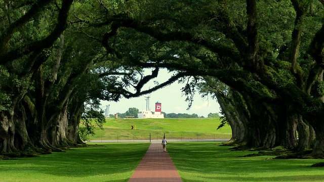 Eco-Friendly Lawn Care: Sustainable Solutions for Healthy Green Spaces