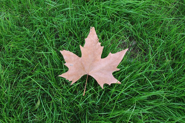 lawn