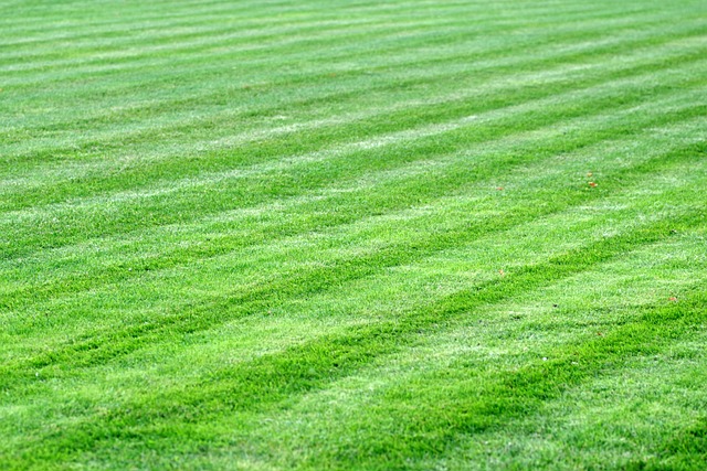 lawn