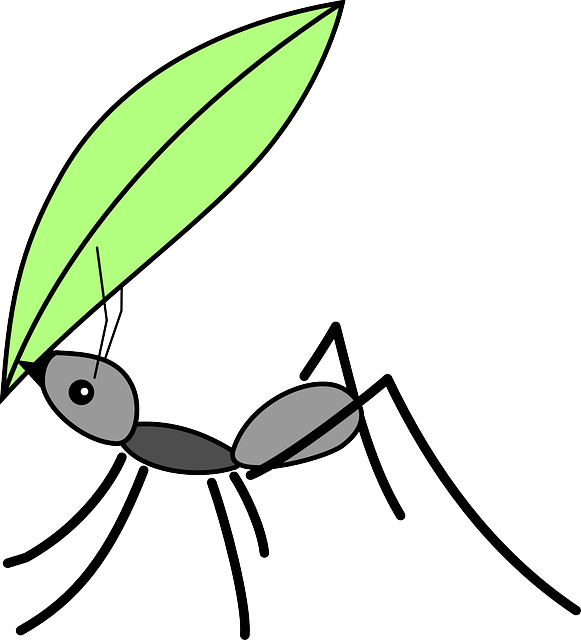 Eco-Friendly Ant Control Solutions for Residential & Commercial Spaces