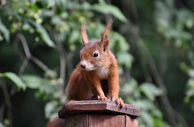 Expert Tips for Customized Rodent Control & Eco-Friendly Removal